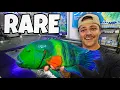 Buying EXOTIC FISH for My Saltwater POND