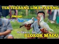 COBAIN MERPATI BLOROK MADU SILANGAN TOMPRANG X KOLONG 