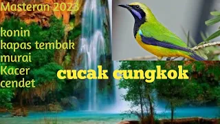 masteran cucak cungkok sangat bagus buat masteran konin fulll ngebrem 