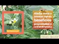 Plantas hierba mora o solanum nigrum propiedades y contraindicaciones culebrilla EyA