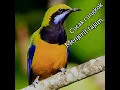 Download Lagu cucak cungkok gacor full tembakan,cocok buat pancingan agar cucak cungkok bahan cepat gacor