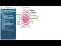 Anatomy and Physiology Oral Cavity