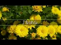 Download Lagu Christian Song w/ Lyrics: I WILL GO by Nebblett Family