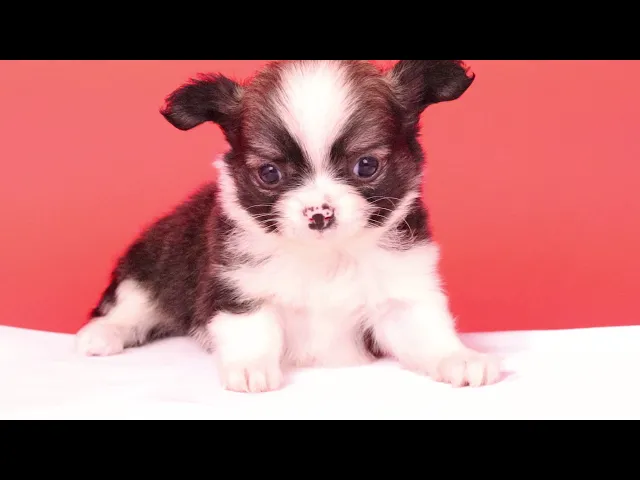 動画