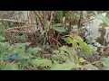 Lagu kodok ngorek | suara kodok mengorek