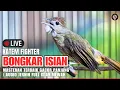 Download Lagu SUARA KAPAS TEMBAK GACOR SPEED RAPAT 24 JAM MASTERAN KATEM JERNIH LANGSUNG NGEROLL \u0026 TEMBAKAN KERAS!