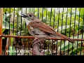 Download Lagu SRDC FLUITJE BASISLOK VOOR SRDC-VOGELS DIE MOEILIJK KUNNEN ZINGEN