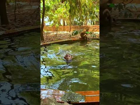 happy Swimming With best friends #monkey #bea3 #love #swimming