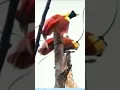 Download Lagu masteran burung lucu kicau burung birds hiburan warga+62 lucu bikin ngakak funny