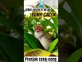 Lagu PRENJAK LUMUT GACOR penjebol emosi gacor LAWAN‼️#birds #prenjakgacor #prenjaklumut