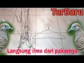 Download Lagu Cara menangkap hama burung perkutut dan tikukur Pemakan padi menggunakan gantungan baju terbaru