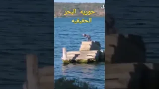 حوريه البحر الحقيقيه دندنها