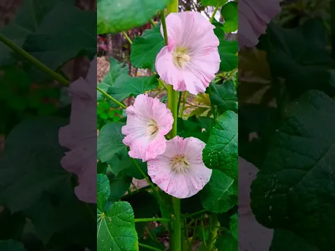Winter flower that Blooming Amazing