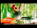 Download Lagu Suara Pikat burung PRENJAK KEPALA MERAH jantan Gacor Ngalas ngotot EMOSI