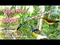 Download Lagu Suara Pikat Kolibri Kelapa Ribut Vs Sogon Paling Ampuh