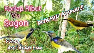 suara pikat kolibri kelapa ribut vs sogon paling ampuh