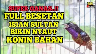 Download SUPER GANAS !! KONIN GACOR FULL BESETAN TAJAM - ISIAN SULTAN, BIKIN CEPAT KONIN BAHAN BONGKAR ISIAN❗ MP3