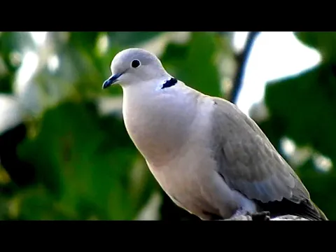 Download MP3 Natural Dove bird sounds