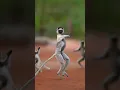 Download Lagu animal capture beautiful mument#discovery #android
