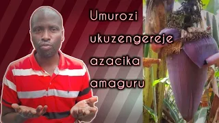 Umuti Utuma Umurozi Acika Amaguru Ntazongere Kukuroga Ukundi  Umuti Utuma Umurozi Acika Amaguru Ntazongere Kukuroga Ukundi