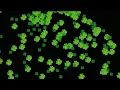 Free St Patrick s Day Background