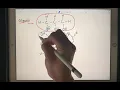 Lipid Polymer Triglyceride