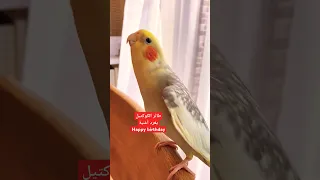 طائر الكوكتيل او الكروان يغرد أغنية Happy Birthday To You الكروان طيورالكوكتيل Cockatiel 