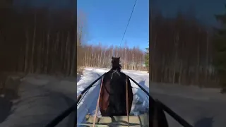                     دندنها