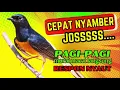 CEPAT NYAMBER✅✅ gak akan TAHAN diam murai mendengar pancingan ini✅✅