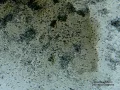 Amoeba Warfare Time Lapse
