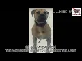 A P B T Southern Kennel s Grand Champion Mayday 5XW ROM
