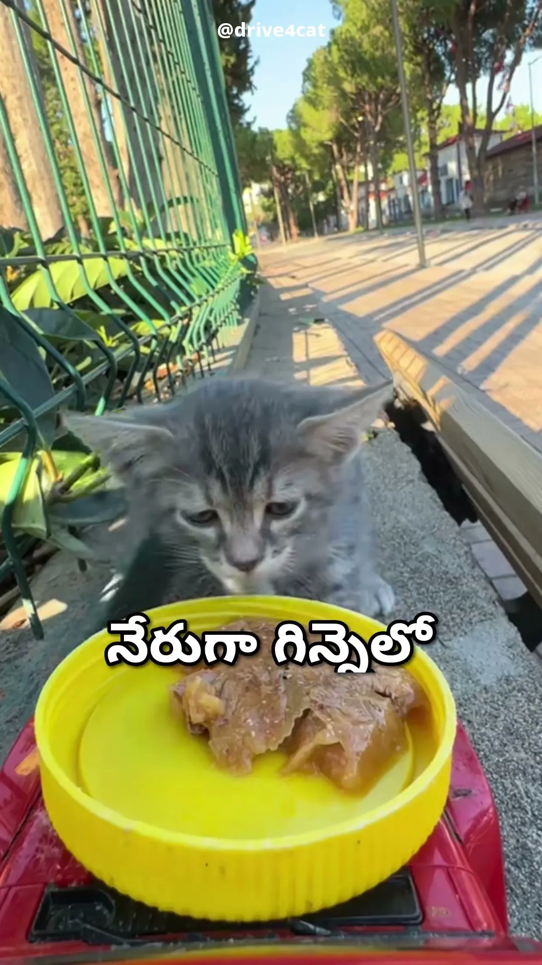 ఈ విందు నాదే 😼🍽️