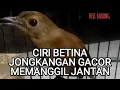 Download Lagu CIRI JONGKANGAN BETINA GACOR MEMANGGIL JANTAN
