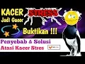 Download Lagu Cara Mengatasi Kacer Stres Macet Bunyi Agar Gacor Kembali