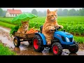 Download Lagu Mama Cat Harvests Fresh Carrots, Cooks Steamed Pumpkin with Pork for Kitten Heartwarming Day 🐾🥕🎃