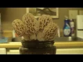 Grow Morel Mushrooms at home
