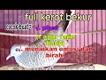 Download Lagu Perkutut lokal gacor full kerot bekur Cocok buat pikat dan menaikan emosi dan birahi