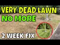 Turn a STRAW lawn GREEN in 2 WEEKS Results of mini renovation