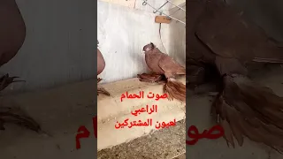 الحمام الراعبي الرجاء الاشتراك بالقناة 
