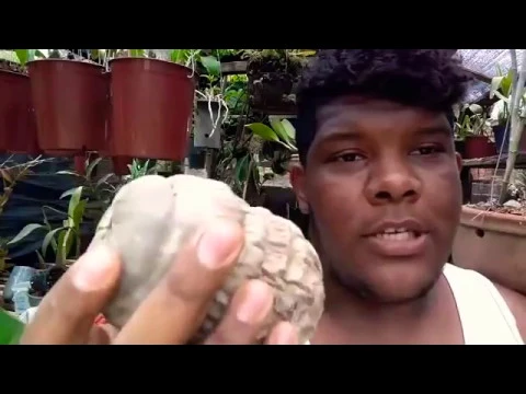 CULTIVAR ORQUIDEA EM COCO VERDE?