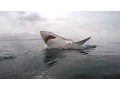 Download Lagu Great White shark diving - South Africa