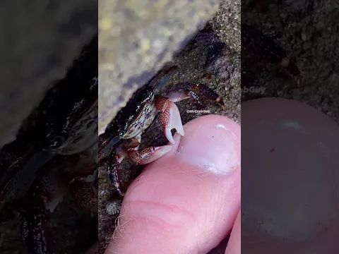 Crab Mukbang | Chewing ASMR Sounds