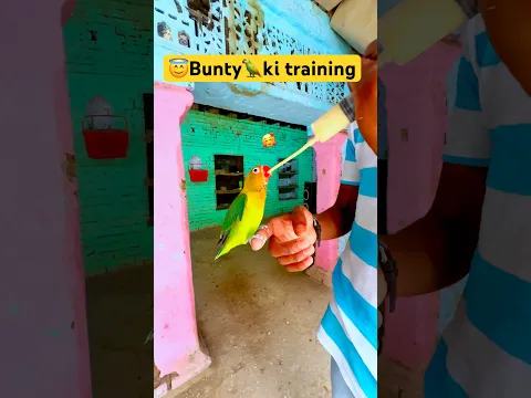 Parrot training video // 🦜Bunty ki training videos #birds #lovebirds #parrot #shorts #youtubeshorts