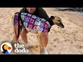 Download Lagu Nervous Ex-Racing Greyhound Turns Into A Goofball | The Dodo