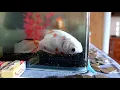 MY STRANGE FISH | ARE YOU SLEEPING