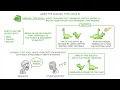 Geologic Time Scales | Rock Strata | Absolute vs Relative Dating (Middle School Science)