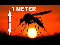 Download Lagu Carboniferous: The age when giant insects ruled the Earth! SPACE DOCUMENTARY