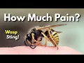 Download Lagu How Dangerous Is A Wasp Sting? (Explained)
