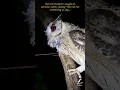 Download Lagu Indian Scops Owl Bird Calls or sound