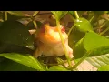 Albino Bullfrogs